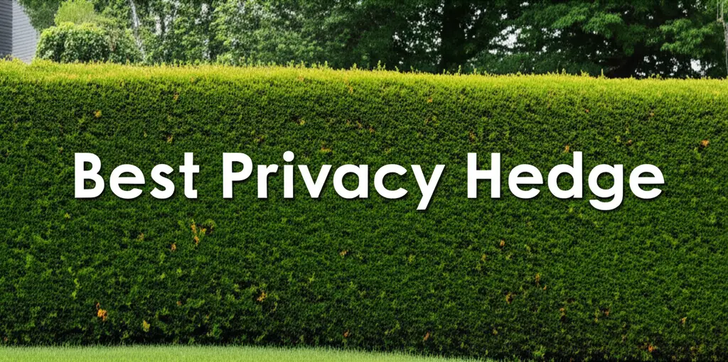 7 Best Privacy Hedge Review 2025 Top Rated Picks