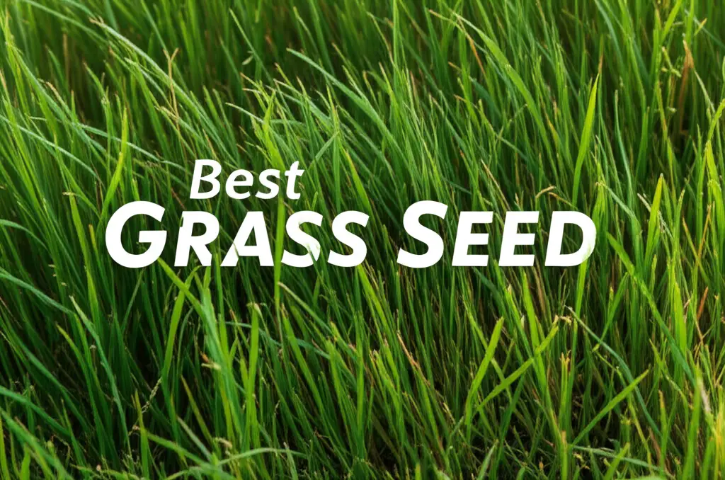 10 Best Grass Seed Options for a Perfect Lawn 2026