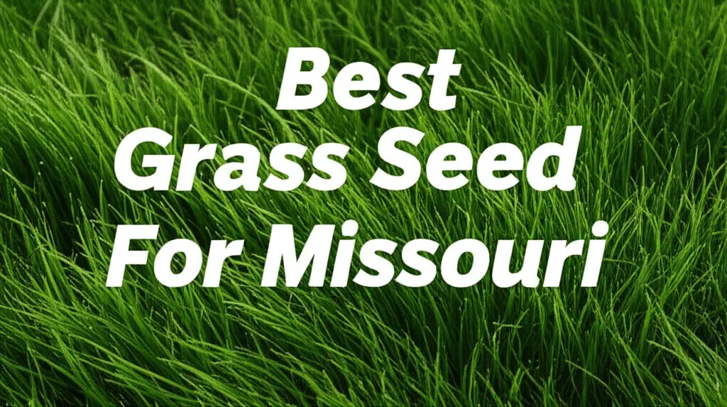 10 Best Grass Seed For Missouri in 2026 Review