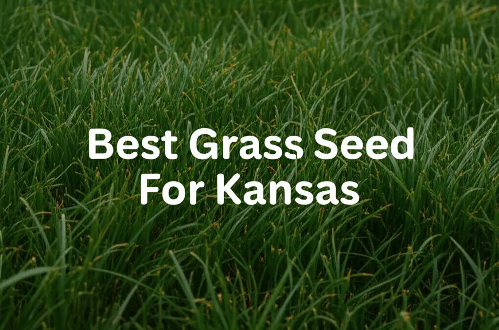 9 Best Grass Seed For Kansas 2026 Guide