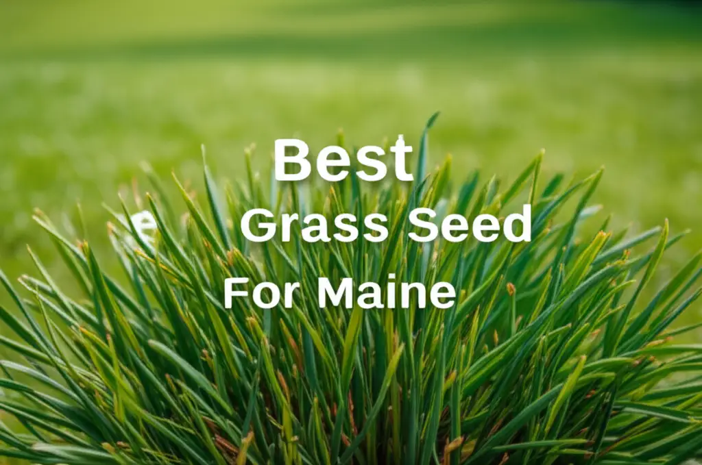 Are you struggling to grow a green lawn in the Pine Tree State? We tested top brands to find the best grass seed for maine so you get thick results.