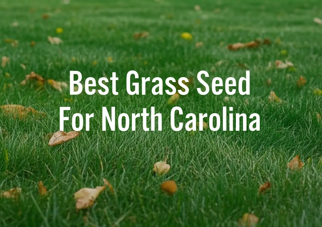 10 Best Grass Seed For North Carolina Options in 2026