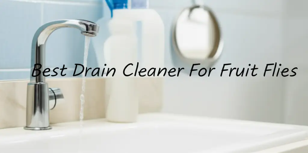 7 Best Drain Cleaner For Fruit Flies for a Bug Free Home 2025