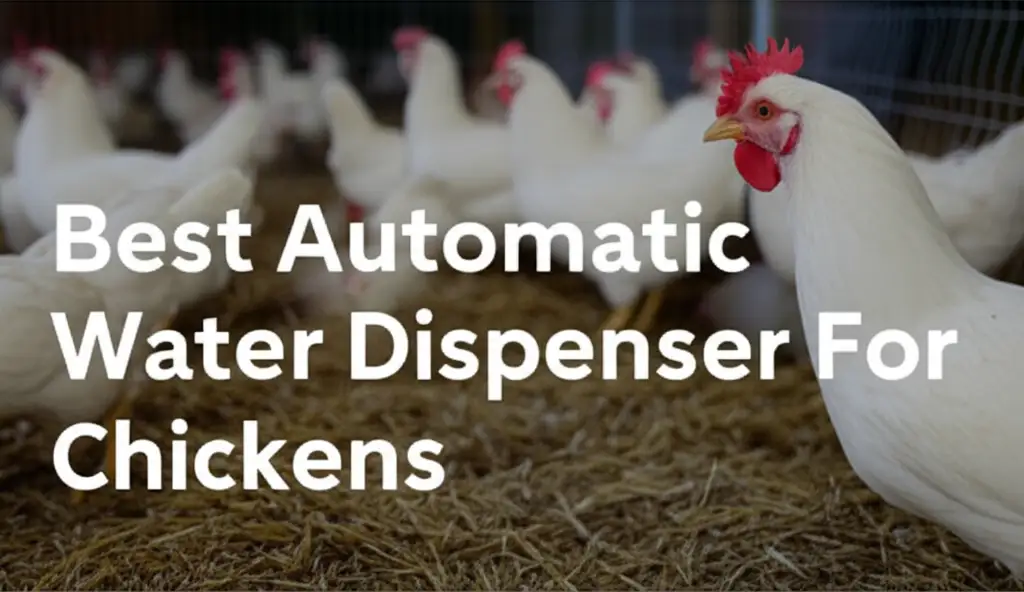 10 Best Automatic Water Dispenser For Chickens 2026