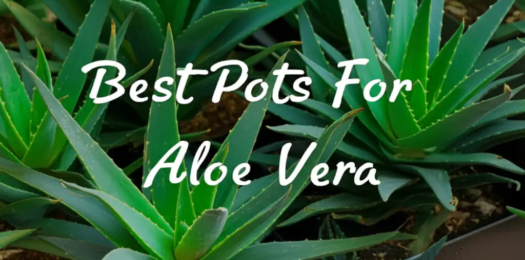 10 Best Pots For Aloe Vera to Buy in 2026