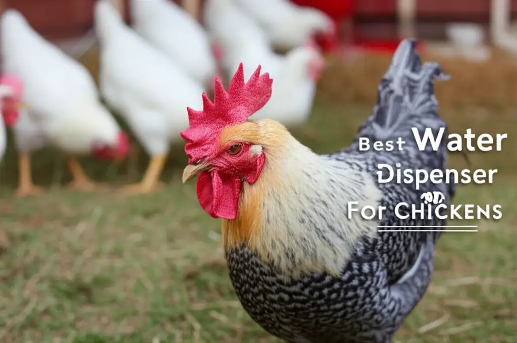7 Best Water Dispenser For Chickens 2026 Review