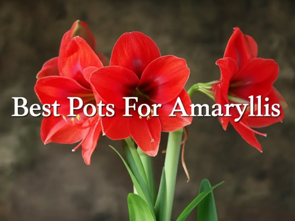 7 Best Pots For Amaryllis For Stunning Blooms