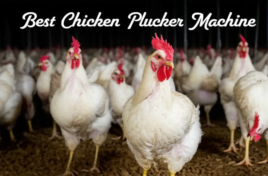 10 Best Chicken Plucker Machine Models for 2026