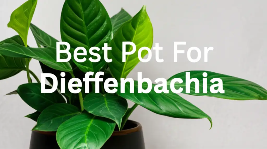 10 Best Pots for Dieffenbachia 2026