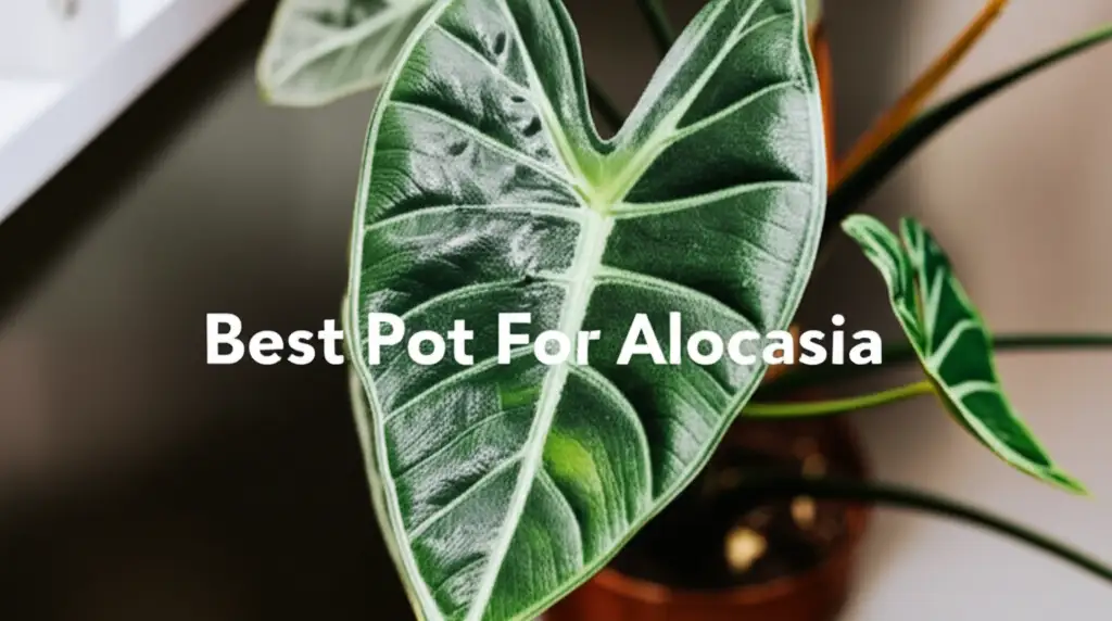 10 Best Pot For Alocasia Options for 2026 Tested
