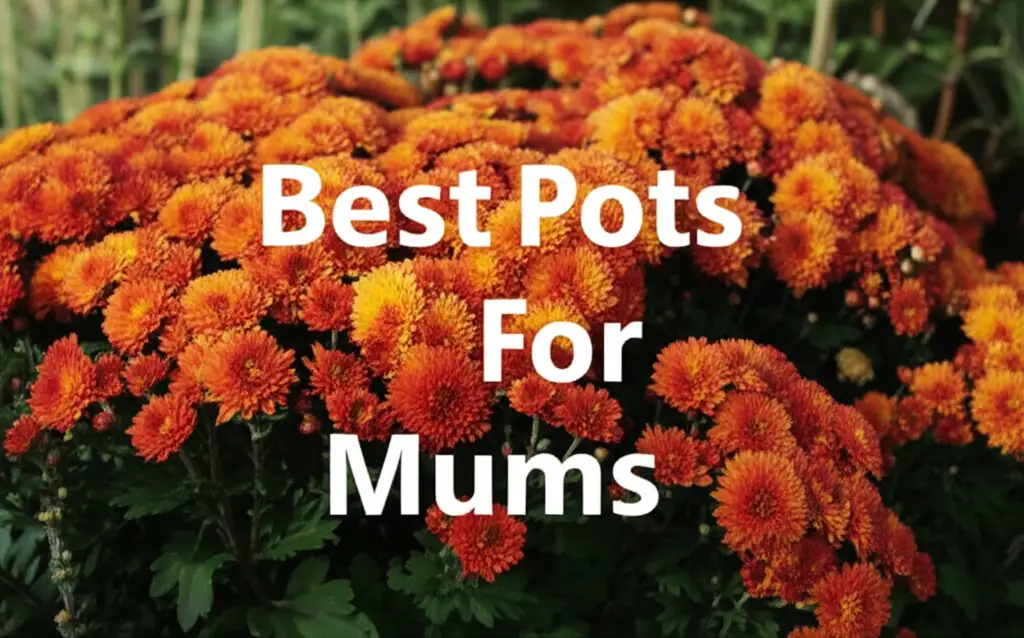 Are you struggling to choose ideal pots for mums that support healthy growth? We tested numerous options evaluating quality durability and value to recommend the best pots for mums. You will discover reliable choices that elevate your gardening setup and provide lasting benefits.