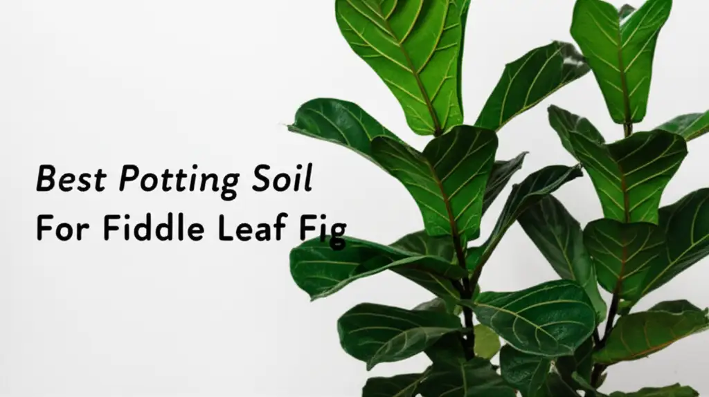 The 7 Best Potting Soil For Fiddle Leaf Fig 2026