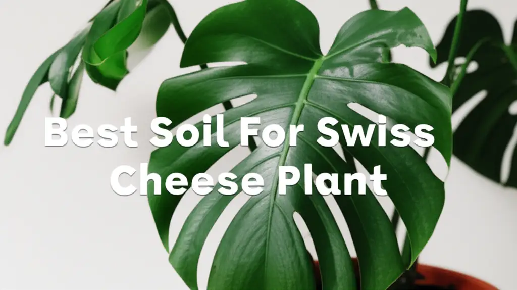 9 Best Soil for Swiss Cheese Plant 2026