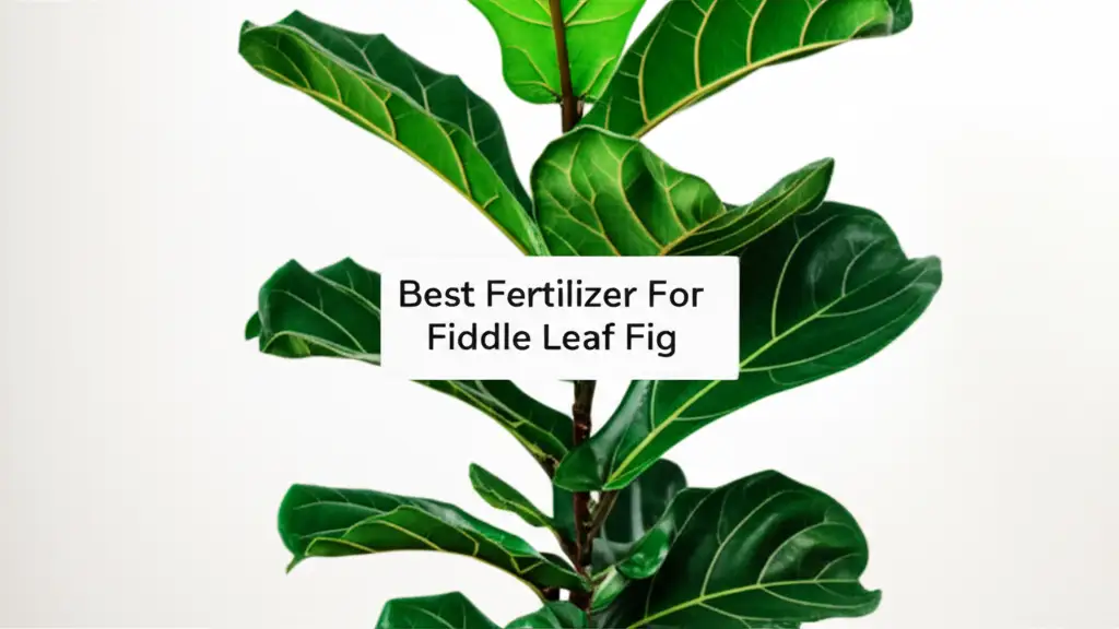 8 Best Fertilizer For Fiddle Leaf Fig for 2026 Growth