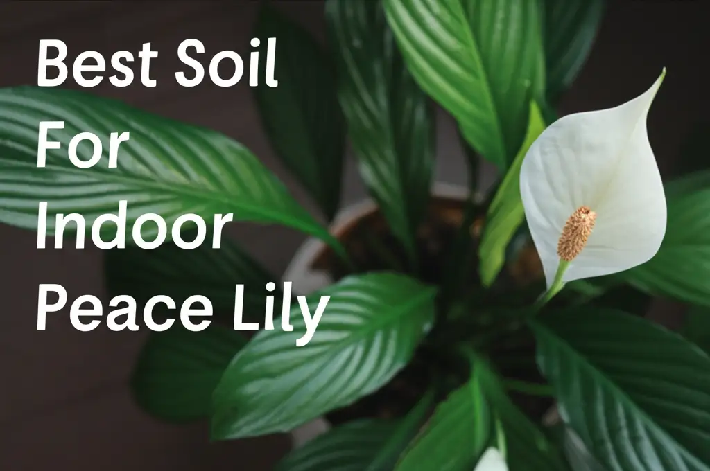 7 Best Soil For Indoor Peace Lily 2026 Reviews