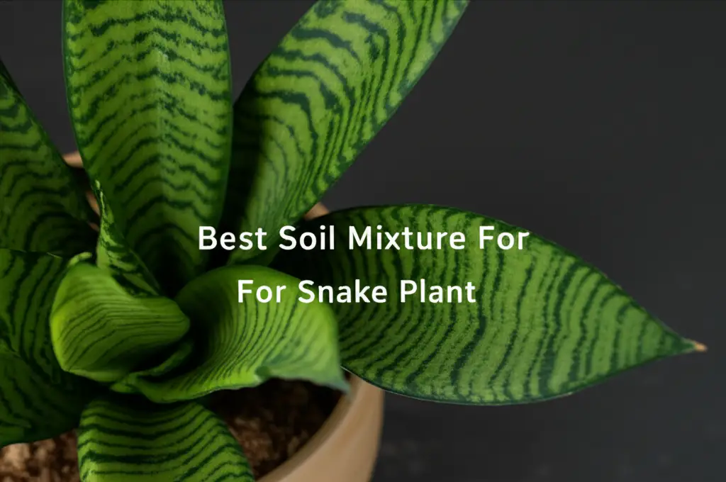 10 Best Soil Mixture For Snake Plant 2026