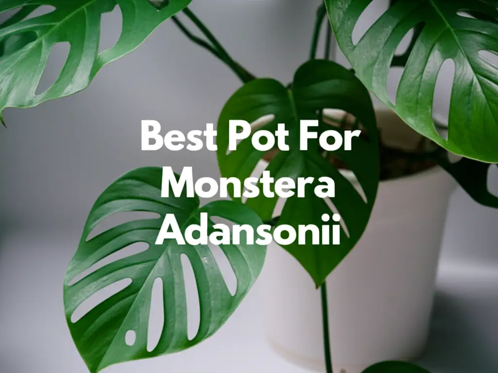 10 Best Pot For Monstera Adansonii Solutions for 2026