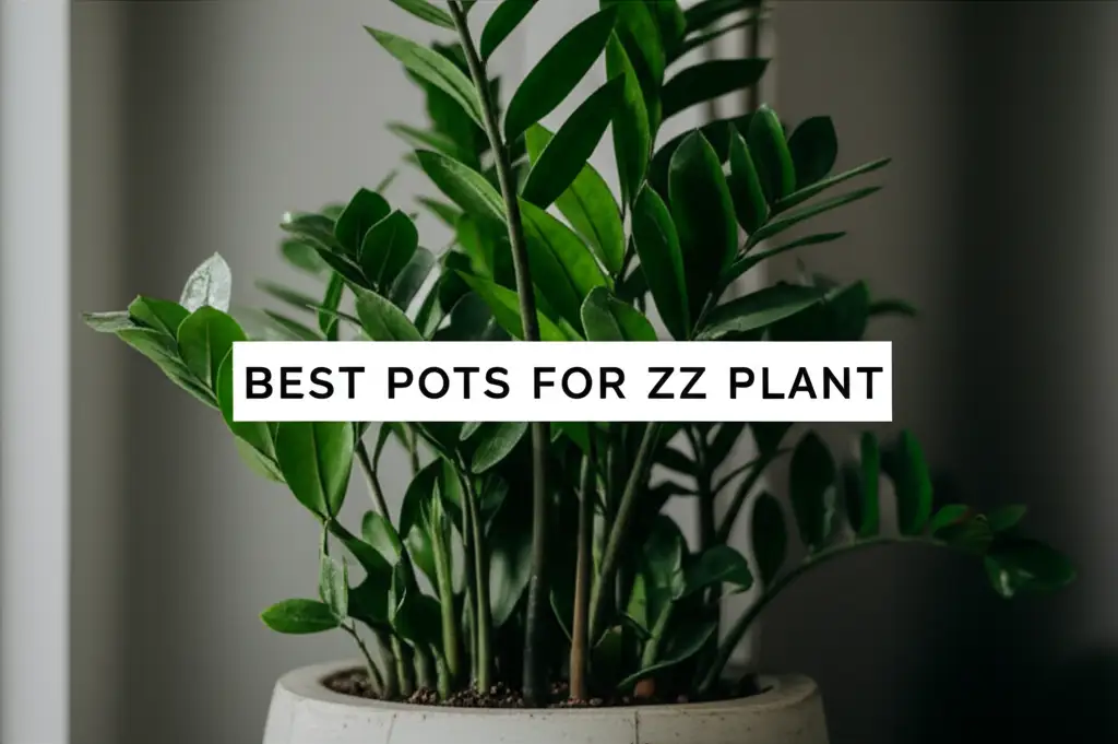 10 Best Pots For Zz Plant of 2026
