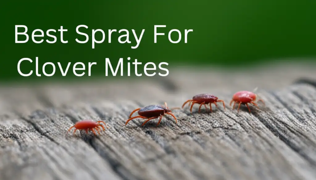 Top 7 Best Sprays For Clover Mites Solutions for 2026 Homeowners