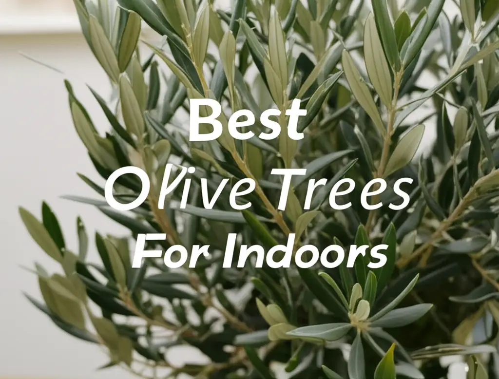 10 Best Olive Trees For Indoors to Buy in 2026