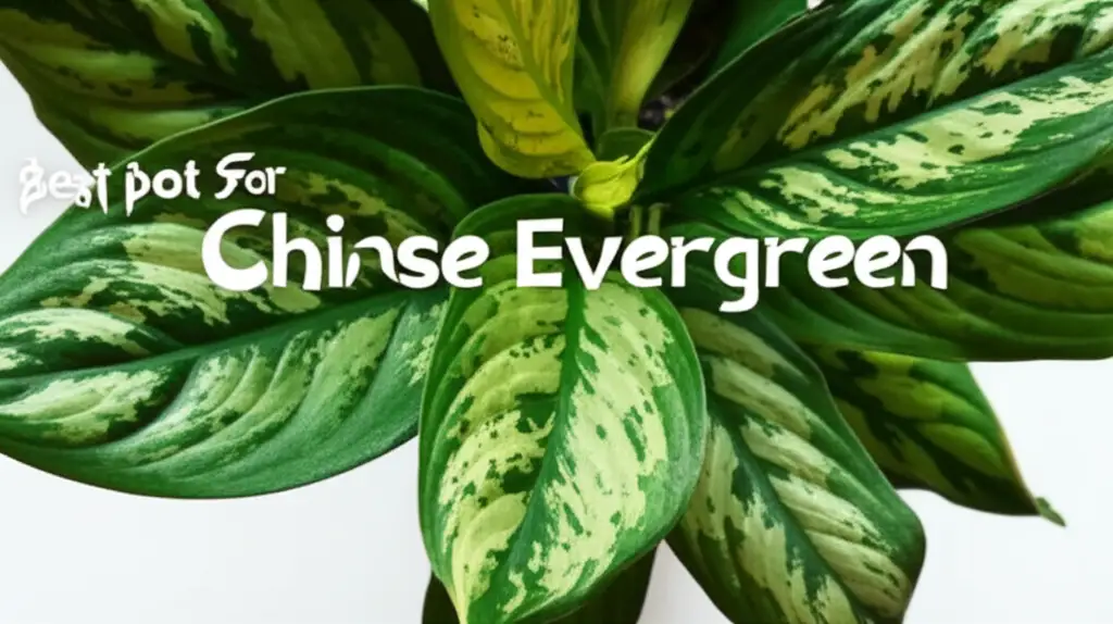 10 Best Pot For Chinese Evergreen Selections of 2026