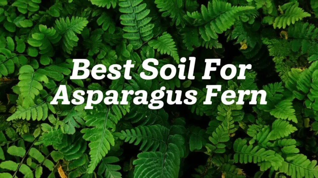 7 Best Soil For Asparagus Fern Options for 2026 Growth