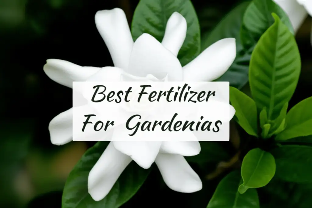 10 Best Fertilizer For Gardenias of 2026 for Growth