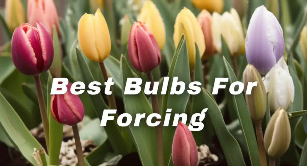 Best Bulbs For Forcing