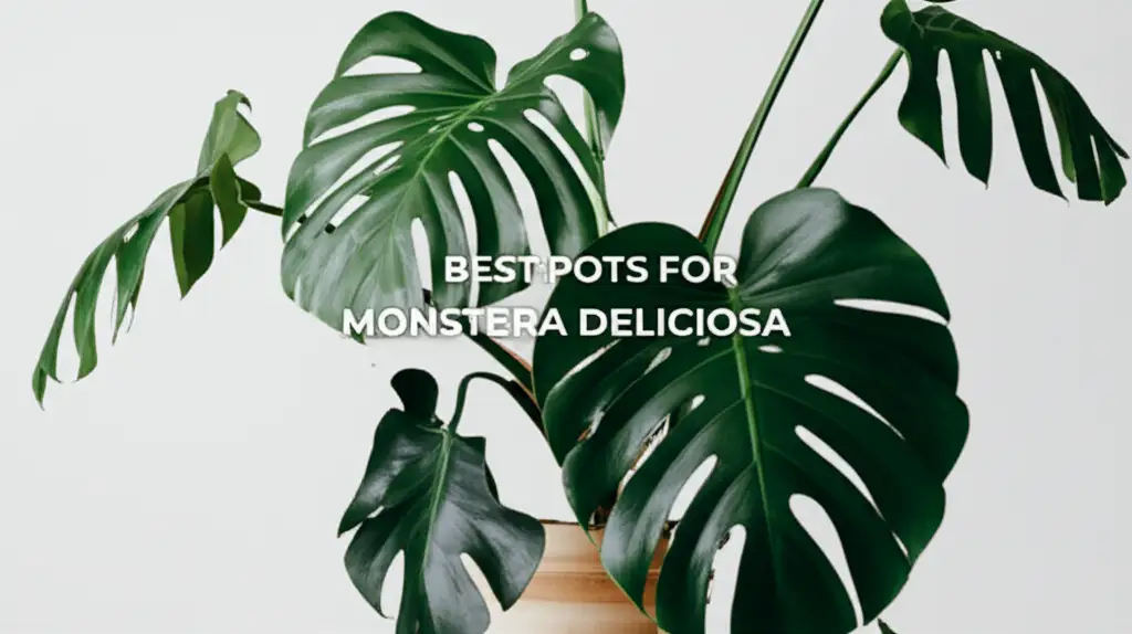 10 Best Pots For Monstera Deliciosa 2026 Guide