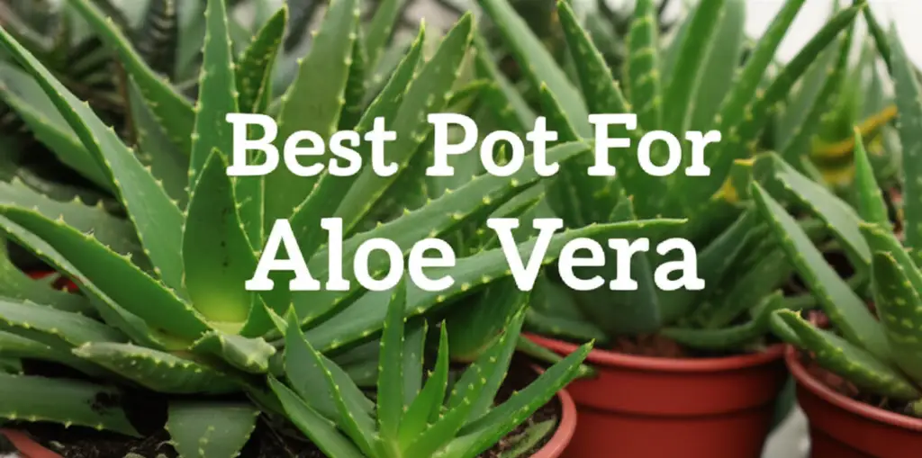 10 Best Pot For Aloe Vera 2026 Comprehensive Review