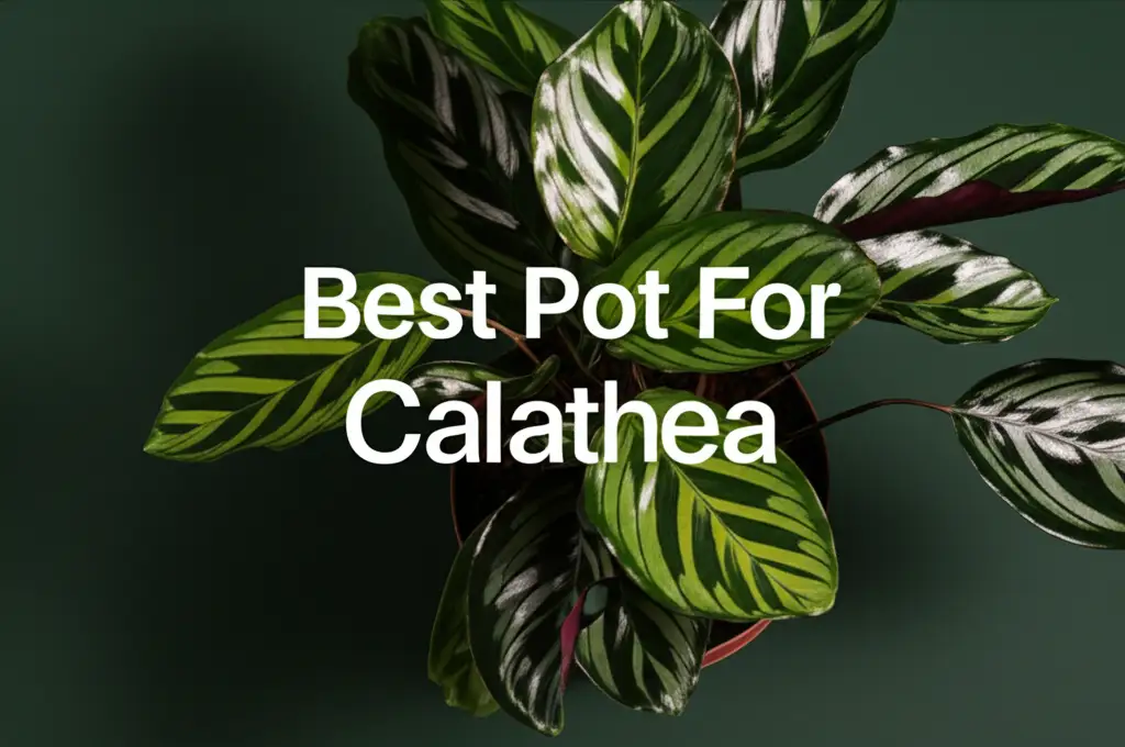 10 Best Pot For Calathea Solutions for 2026 Home Growth