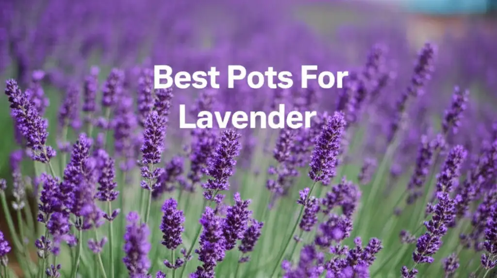 10 Best Pots For Lavender of 2026 Reviewed