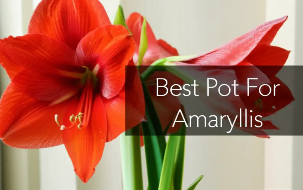 10 Best Pots for Amaryllis in 2026