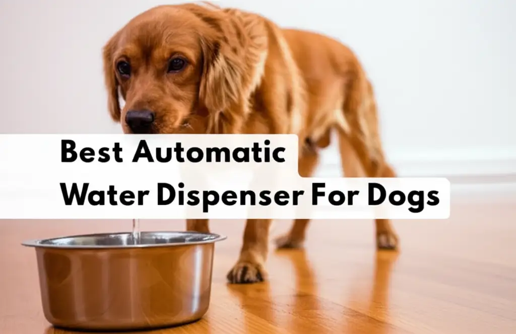 10 Best Automatic Water Dispenser For Dogs 2026