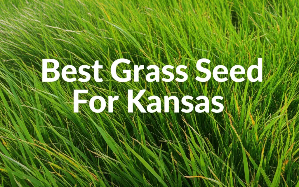 9 Best Grass Seed For Kansas of 2026