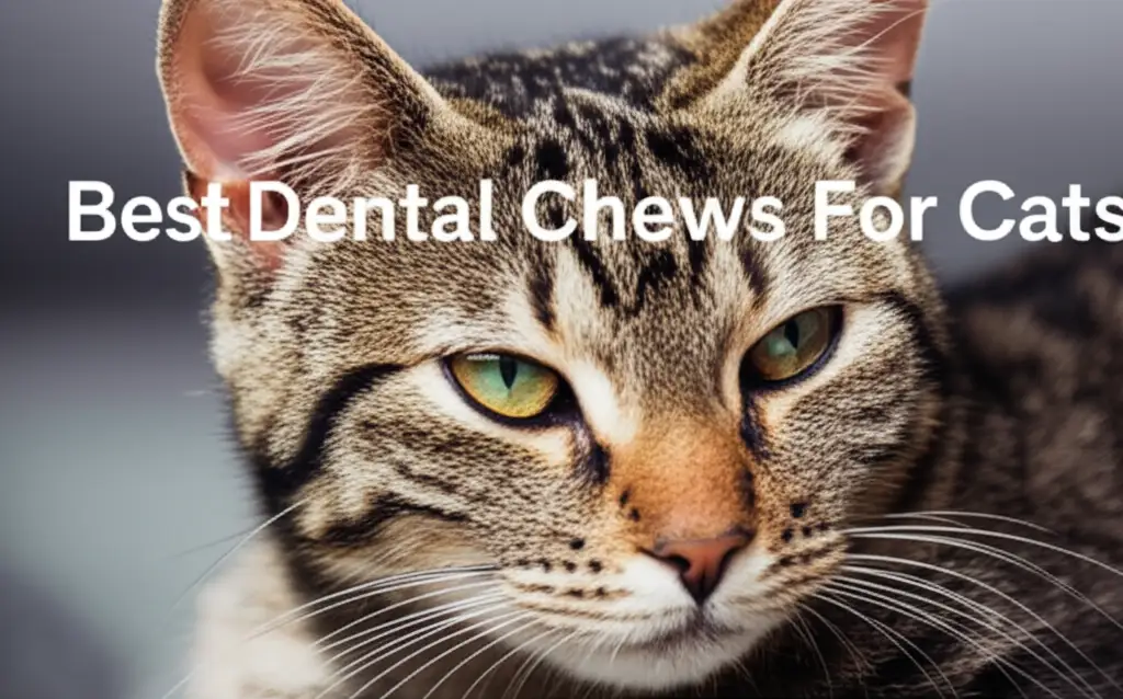 10 Best Dental Chews For Cats Reviewed for 2026