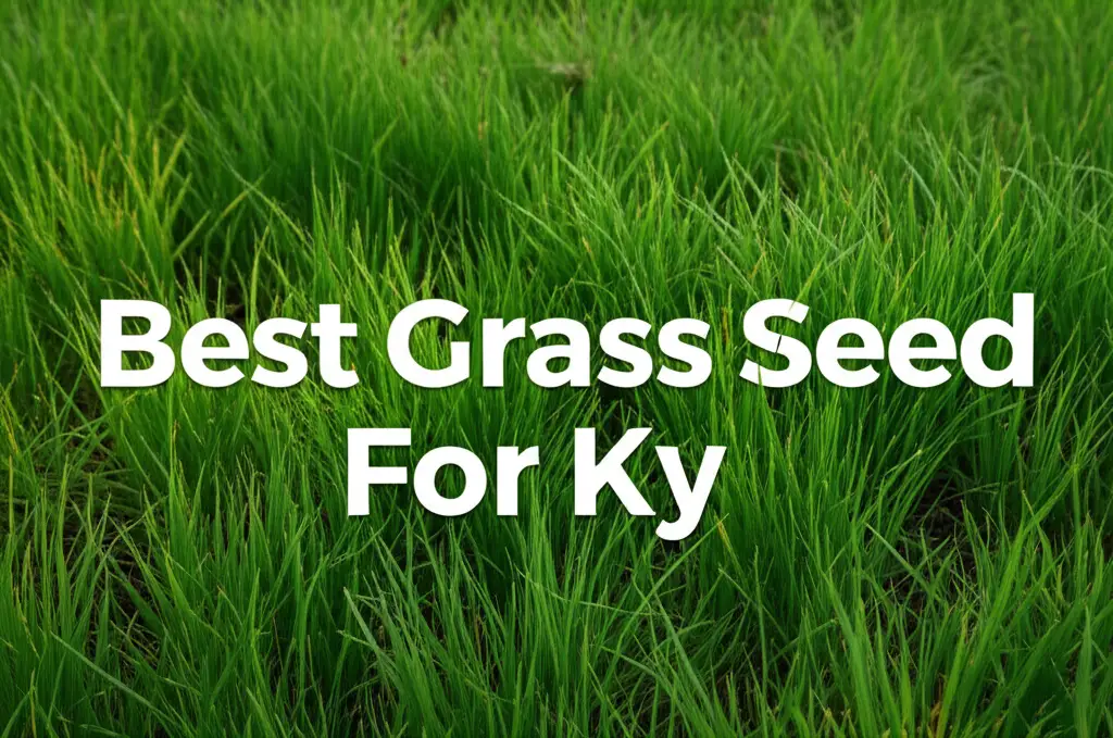 Best Grass Seed For Ky
