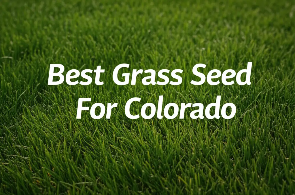 8 Best Grass Seed For Colorado 2026
