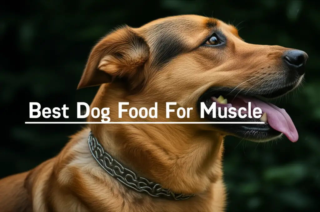7 Best Dog Food For Muscle of 2026