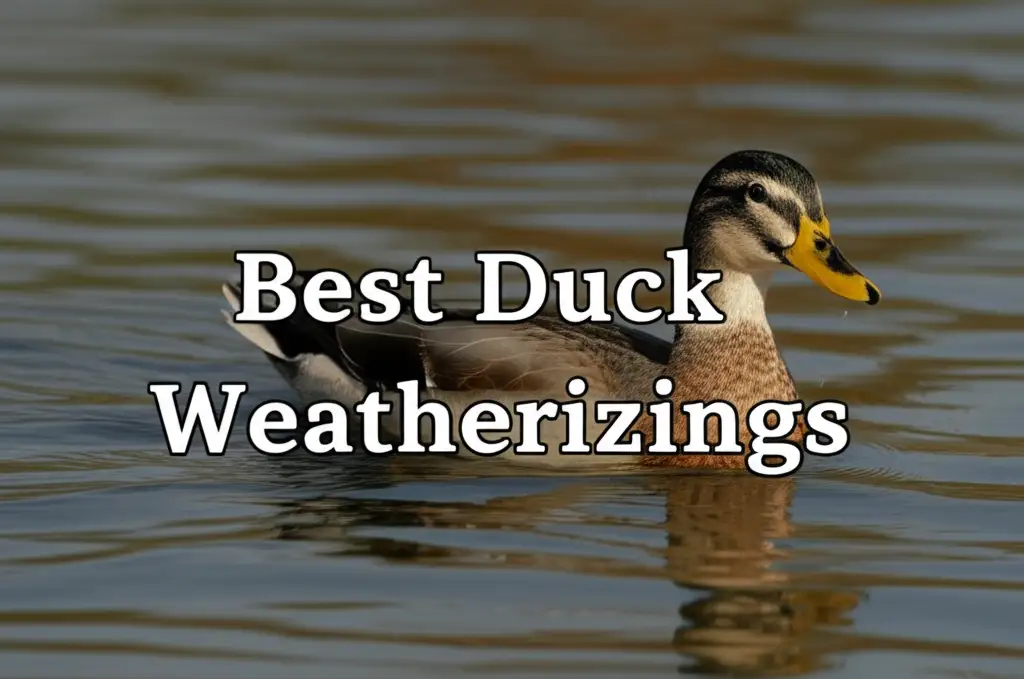 Best Duck Weatherizings
