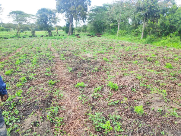 IMG_20201212_142551_1_capen6