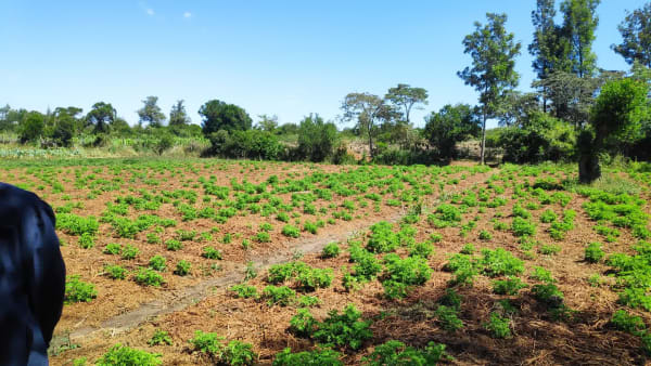 IMG_20210130_105531_1_cxy22h