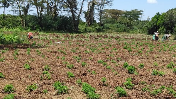 IMG_20210130_115541_1_tjmq1y