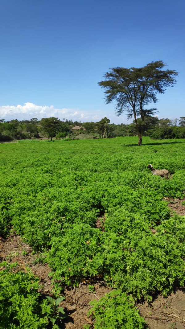 IMG_20211120_103245_gcs4oy