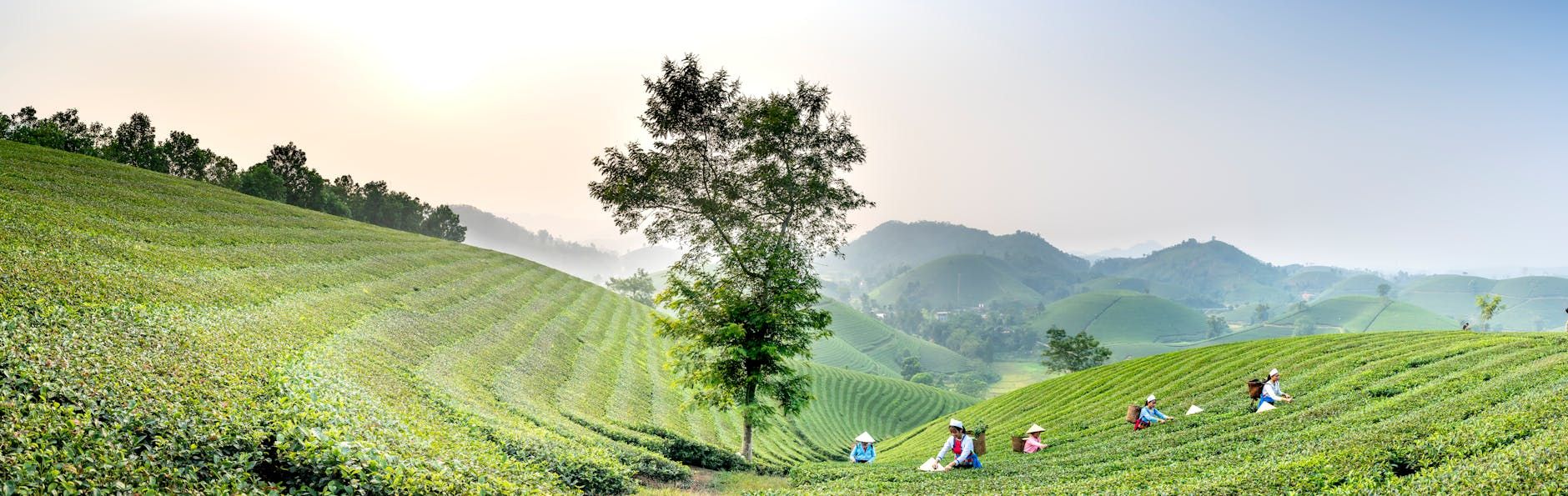 Đi bộ lên đồi chè với nhỏ bạn, nhìn trời mây mà muốn ở luôn