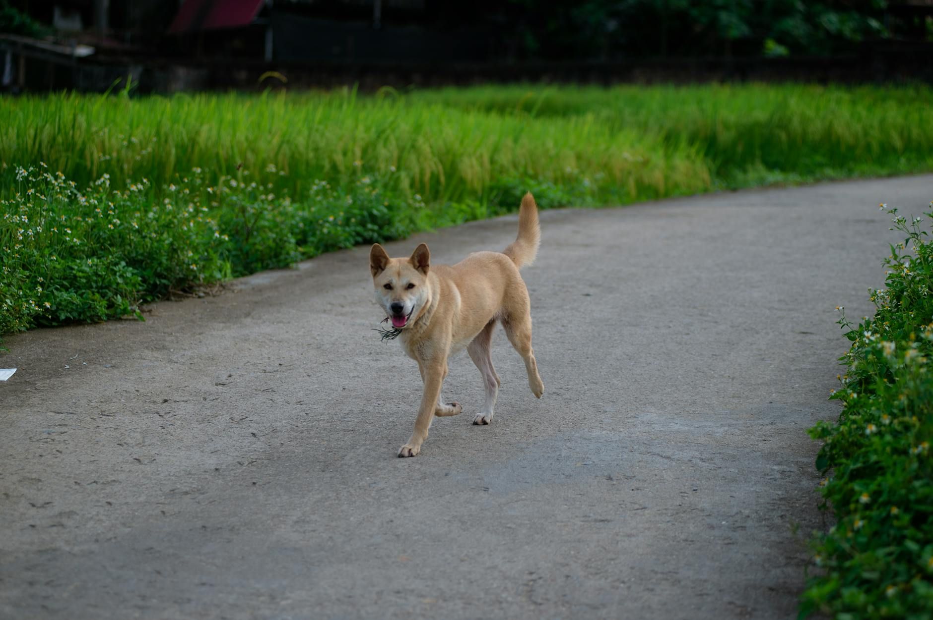 A happy dog walks down a rural path surrounded by lush greenery in Hà Giang, Vietnam.