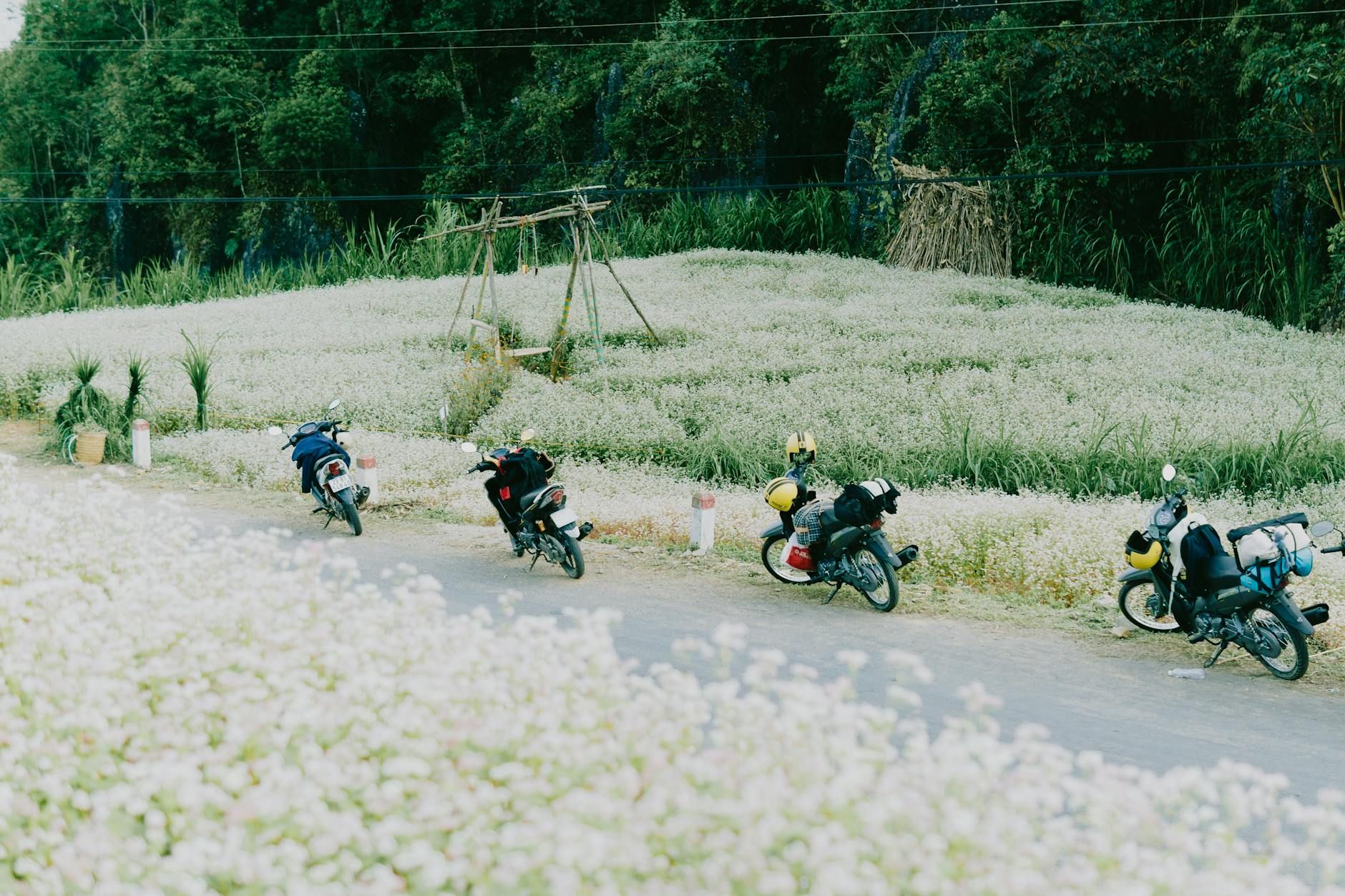 Motorcycles parked near a vibrant rice paddy field in Ha Giang, Vietnam, showcasing rural travel charm.