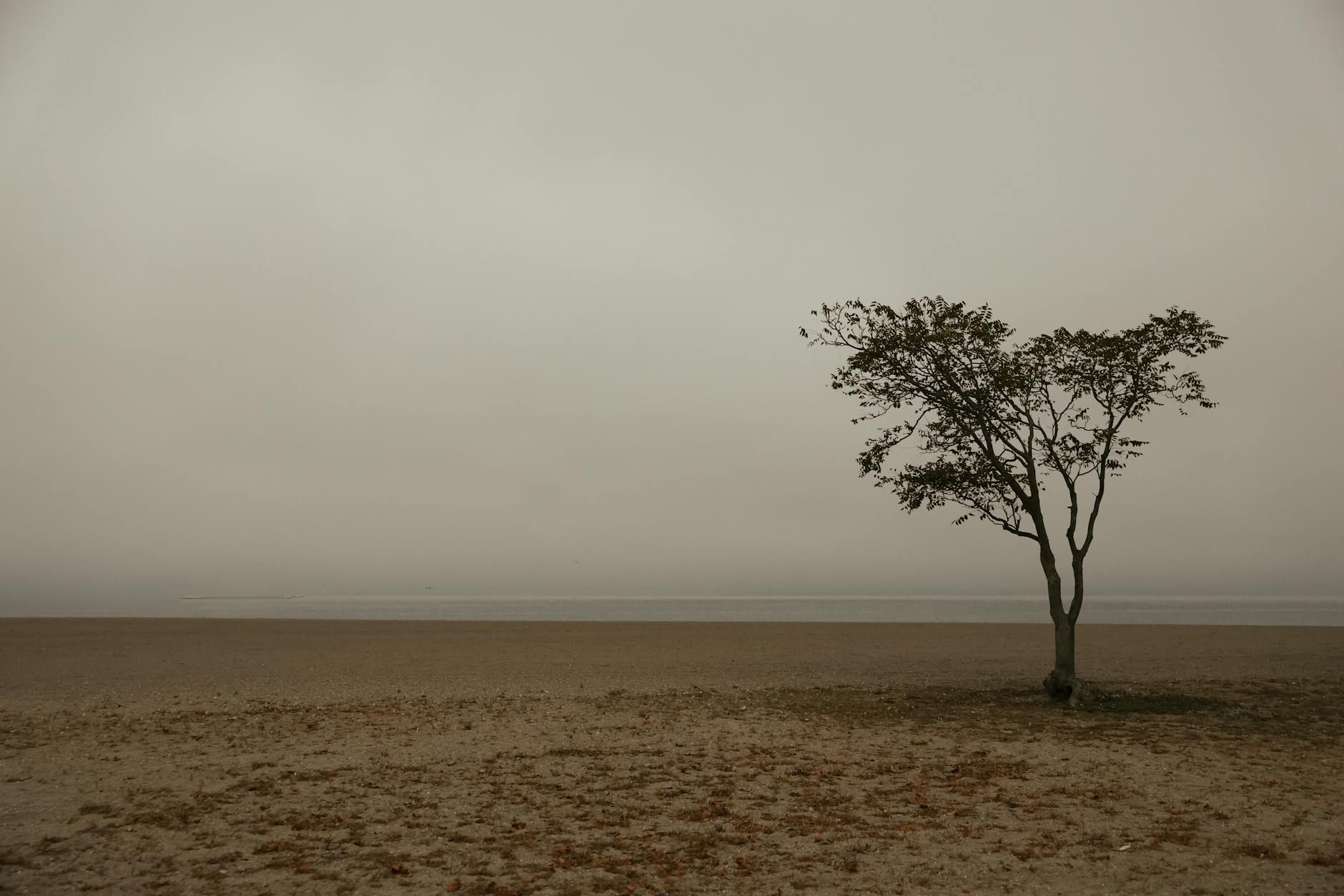 Serene minimalist beach scene at dawn with a lone tree on a cloudy day in Stamford.
