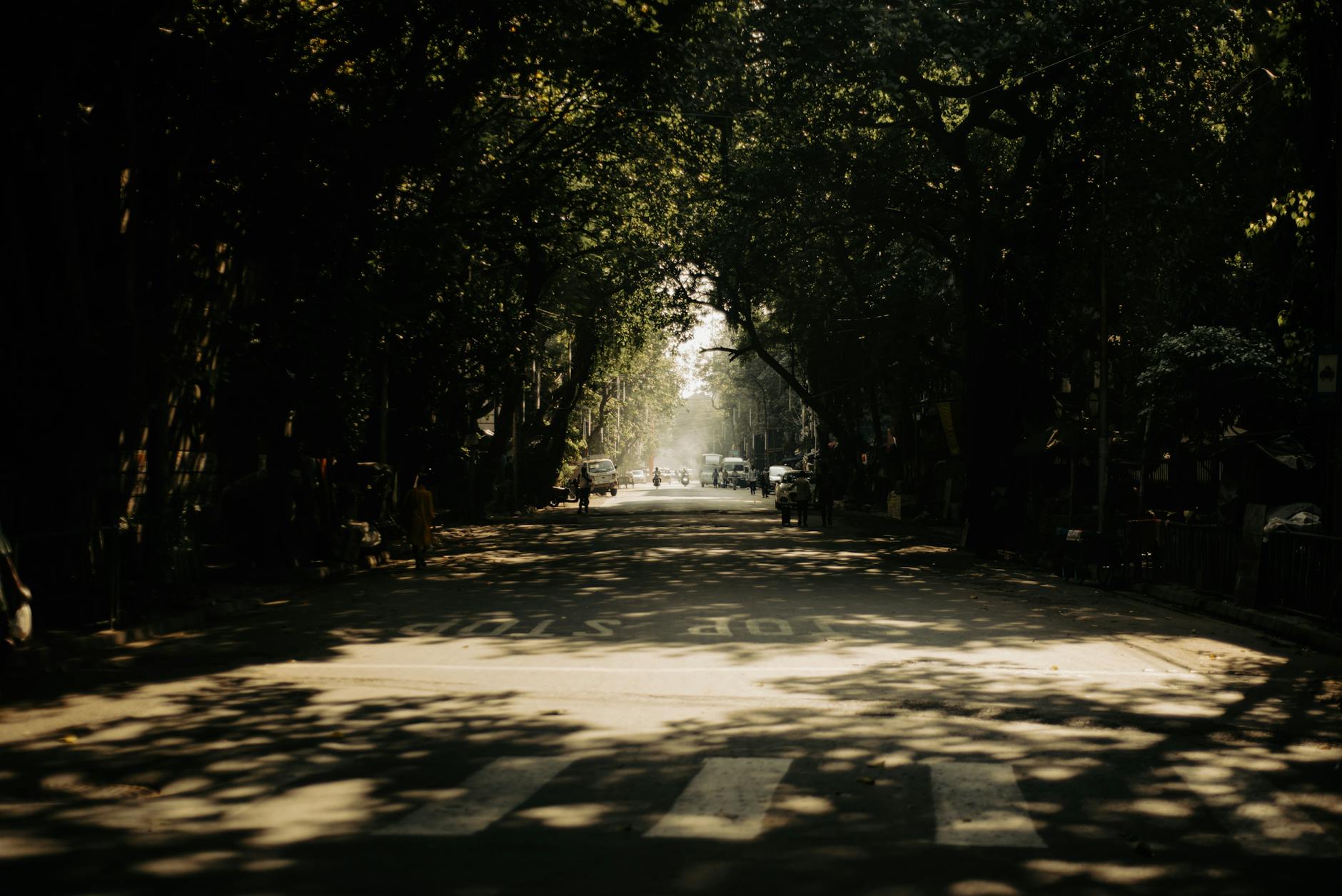 Sunlight pierces through a tree-lined urban street casting shadows and illuminating distant figures.