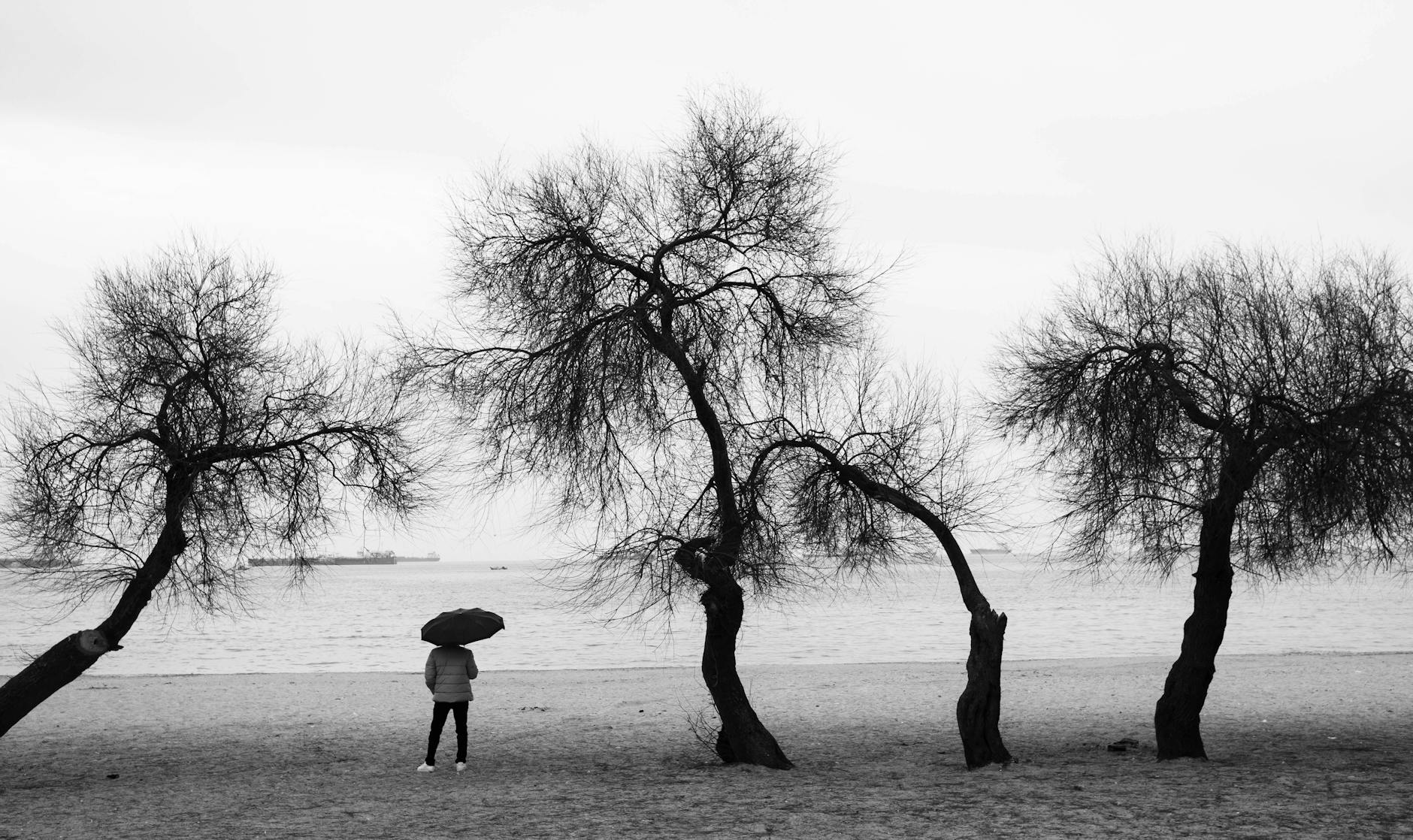 Person with umbrella under bare trees by the sea in İstanbul's winter.